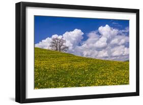 Germany, Bavaria, Upper Bavaria, FŸnfseenland, Jenhausen, Municipality Seeshaupt, Spring Scenery-Udo Siebig-Framed Photographic Print