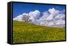 Germany, Bavaria, Upper Bavaria, FŸnfseenland, Jenhausen, Municipality Seeshaupt, Spring Scenery-Udo Siebig-Framed Stretched Canvas