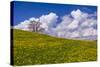 Germany, Bavaria, Upper Bavaria, FŸnfseenland, Jenhausen, Municipality Seeshaupt, Spring Scenery-Udo Siebig-Stretched Canvas