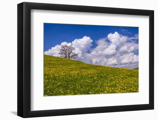 Germany, Bavaria, Upper Bavaria, FŸnfseenland, Jenhausen, Municipality Seeshaupt, Spring Scenery-Udo Siebig-Framed Photographic Print