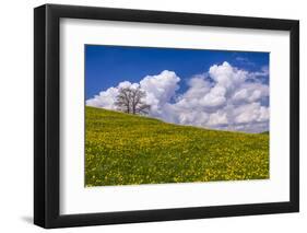 Germany, Bavaria, Upper Bavaria, FŸnfseenland, Jenhausen, Municipality Seeshaupt, Spring Scenery-Udo Siebig-Framed Photographic Print