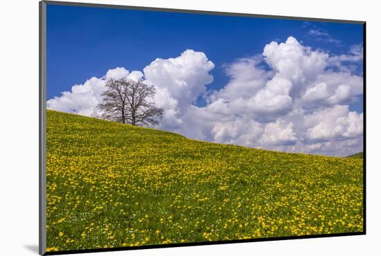 Germany, Bavaria, Upper Bavaria, FŸnfseenland, Jenhausen, Municipality Seeshaupt, Spring Scenery-Udo Siebig-Mounted Photographic Print