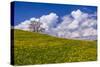 Germany, Bavaria, Upper Bavaria, FŸnfseenland, Jenhausen, Municipality Seeshaupt, Spring Scenery-Udo Siebig-Stretched Canvas