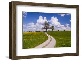 Germany, Bavaria, Upper Bavaria, FŸnfseenland, Schmitten, Municipality Seeshaupt, Spring Scenery-Udo Siebig-Framed Photographic Print