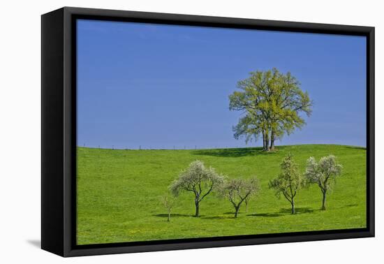 Germany, Bavaria, Upper Bavaria, Pfaffenwinkel (Region), Habach, Meadow, Oaks, Fruit Trees-Udo Siebig-Framed Stretched Canvas