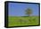 Germany, Bavaria, Upper Bavaria, Pfaffenwinkel (Region), Habach, Meadow, Oaks, Fruit Trees-Udo Siebig-Framed Stretched Canvas