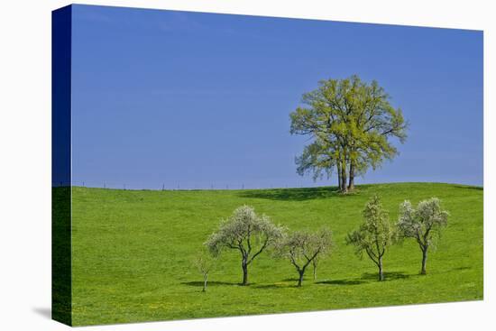 Germany, Bavaria, Upper Bavaria, Pfaffenwinkel (Region), Habach, Meadow, Oaks, Fruit Trees-Udo Siebig-Stretched Canvas