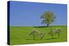 Germany, Bavaria, Upper Bavaria, Pfaffenwinkel (Region), Habach, Meadow, Oaks, Fruit Trees-Udo Siebig-Stretched Canvas