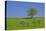 Germany, Bavaria, Upper Bavaria, Pfaffenwinkel (Region), Habach, Meadow, Oaks, Fruit Trees-Udo Siebig-Stretched Canvas