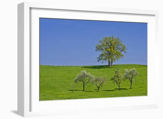 Germany, Bavaria, Upper Bavaria, Pfaffenwinkel (Region), Habach, Meadow, Oaks, Fruit Trees-Udo Siebig-Framed Photographic Print