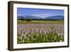 Germany, Bavaria, Upper Bavaria, Pfaffenwinkel (Region), Uffing-Udo Siebig-Framed Photographic Print