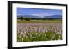 Germany, Bavaria, Upper Bavaria, Pfaffenwinkel (Region), Uffing-Udo Siebig-Framed Photographic Print