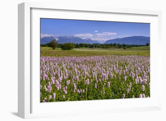 Germany, Bavaria, Upper Bavaria, Pfaffenwinkel (Region), Uffing-Udo Siebig-Framed Photographic Print