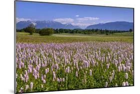 Germany, Bavaria, Upper Bavaria, Pfaffenwinkel (Region), Uffing-Udo Siebig-Mounted Photographic Print