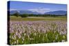 Germany, Bavaria, Upper Bavaria, Pfaffenwinkel (Region), Uffing-Udo Siebig-Stretched Canvas