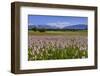 Germany, Bavaria, Upper Bavaria, Pfaffenwinkel (Region), Uffing-Udo Siebig-Framed Photographic Print