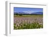 Germany, Bavaria, Upper Bavaria, Pfaffenwinkel (Region), Uffing-Udo Siebig-Framed Photographic Print