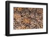 Germany, Bavaria, Upper Bavaria, Werdenfelser Land, Alpenwelt Karwendel-Udo Siebig-Framed Photographic Print