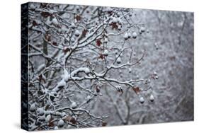 Germany, Berlin, Winter, Snow-Covered Plane Trees-Catharina Lux-Stretched Canvas