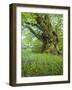 Germany, Bermoll Natural Monument-K. Schlierbach-Framed Photographic Print