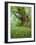 Germany, Bermoll Natural Monument-K. Schlierbach-Framed Photographic Print