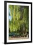 Germany, Brandenburg, Spreewald (Spree Forest), LŸbben, Harbour, Seats under Weeping Willow-Chris Seba-Framed Photographic Print