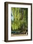 Germany, Brandenburg, Spreewald (Spree Forest), LŸbben, Harbour, Seats under Weeping Willow-Chris Seba-Framed Photographic Print