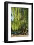 Germany, Brandenburg, Spreewald (Spree Forest), LŸbben, Harbour, Seats under Weeping Willow-Chris Seba-Framed Photographic Print