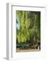 Germany, Brandenburg, Spreewald (Spree Forest), LŸbben, Harbour, Seats under Weeping Willow-Chris Seba-Framed Photographic Print