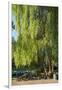 Germany, Brandenburg, Spreewald (Spree Forest), LŸbben, Harbour, Seats under Weeping Willow-Chris Seba-Framed Photographic Print