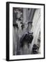 Germany, Cologne, Cologne Cathedral, Gargoyles-Samuel Magal-Framed Photographic Print