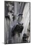 Germany, Cologne, Cologne Cathedral, Gargoyles-Samuel Magal-Mounted Photographic Print