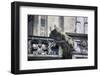 Germany, Cologne, Cologne Cathedral, Gargoyles-Samuel Magal-Framed Photographic Print