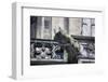 Germany, Cologne, Cologne Cathedral, Gargoyles-Samuel Magal-Framed Photographic Print