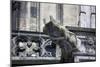 Germany, Cologne, Cologne Cathedral, Gargoyles-Samuel Magal-Mounted Photographic Print