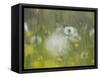 Germany, Dandelion in Flower Meadow-K. Schlierbach-Framed Stretched Canvas