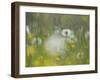 Germany, Dandelion in Flower Meadow-K. Schlierbach-Framed Photographic Print