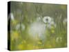 Germany, Dandelion in Flower Meadow-K. Schlierbach-Stretched Canvas