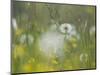 Germany, Dandelion in Flower Meadow-K. Schlierbach-Mounted Photographic Print