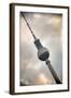 Germany, Deutschland. Berlin. Berlin Mitte. Alexanderplatz. Berliner Fernsehturm-Francesco Iacobelli-Framed Photographic Print