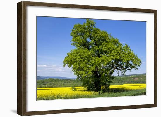 Germany, Eastern Westphalia, District Hšxter, Oak in the Rape Field-Chris Seba-Framed Photographic Print