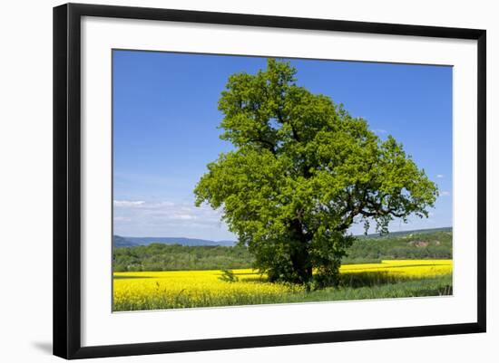 Germany, Eastern Westphalia, District Hšxter, Oak in the Rape Field-Chris Seba-Framed Photographic Print