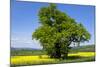 Germany, Eastern Westphalia, District Hšxter, Oak in the Rape Field-Chris Seba-Mounted Photographic Print