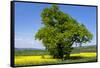 Germany, Eastern Westphalia, District Hšxter, Oak in the Rape Field-Chris Seba-Framed Stretched Canvas