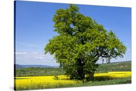 Germany, Eastern Westphalia, District Hšxter, Oak in the Rape Field-Chris Seba-Stretched Canvas