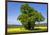 Germany, Eastern Westphalia, District Hšxter, Oak in the Rape Field-Chris Seba-Framed Photographic Print