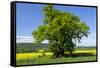 Germany, Eastern Westphalia, District Hšxter, Oak in the Rape Field-Chris Seba-Framed Stretched Canvas