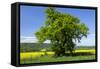 Germany, Eastern Westphalia, District Hšxter, Oak in the Rape Field-Chris Seba-Framed Stretched Canvas