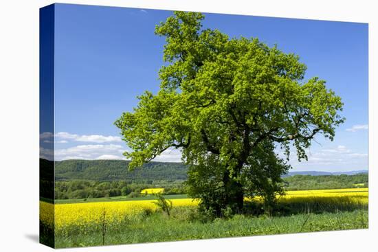 Germany, Eastern Westphalia, District Hšxter, Oak in the Rape Field-Chris Seba-Stretched Canvas