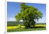 Germany, Eastern Westphalia, District Hšxter, Oak in the Rape Field-Chris Seba-Framed Photographic Print